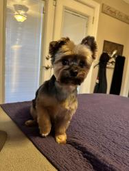Reunited Male Dog last seen Shearwater Drive and Heartland Ranch Avenue, Patterson, CA, Patterson, CA 95363