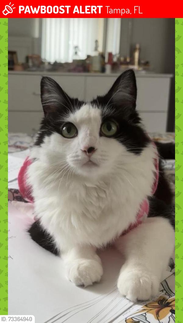 Lost Female Cat last seen Rotary Riverfront Park, Tampa, FL 33637