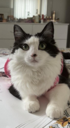Lost Female Cat last seen Rotary Riverfront Park, Tampa, FL 33637