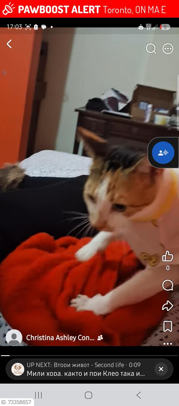 Lost Female Cat last seen River st 220 oak st, Toronto, ON M5A 2E1