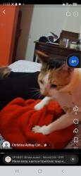 Lost Female Cat last seen River st 220 oak st, Toronto, ON M5A 2E1