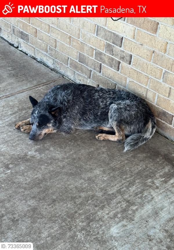 Lost Male Dog last seen Near South St Pasadena, TX 77503 United States, Pasadena, TX 77503