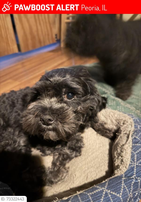Lost Female Dog last seen W Howett St/Blaine street Peoria Area, Peoria, IL 61605