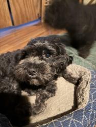 Lost Female Dog last seen W Howett St/Blaine street Peoria Area, Peoria, IL 61605