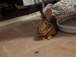 Found/Stray Unknown Rabbit last seen Near the street and HW 287, Broomfield, CO 80020