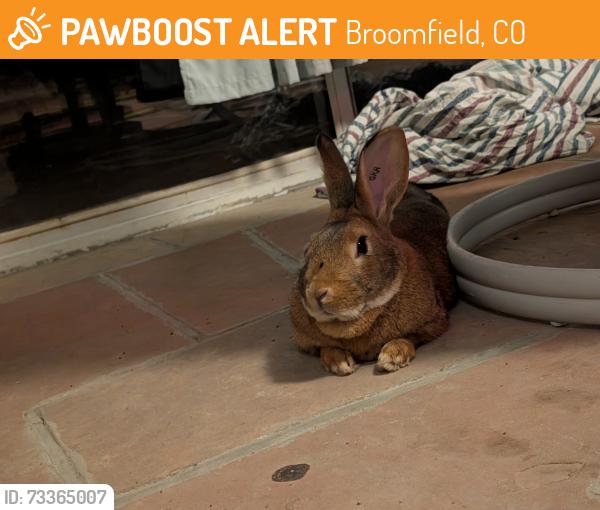 Found/Stray Unknown Rabbit last seen Near the street and HW 287, Broomfield, CO 80020