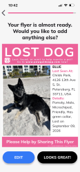 Lost Male Dog last seen 34th S, St. Petersburg, FL 33711