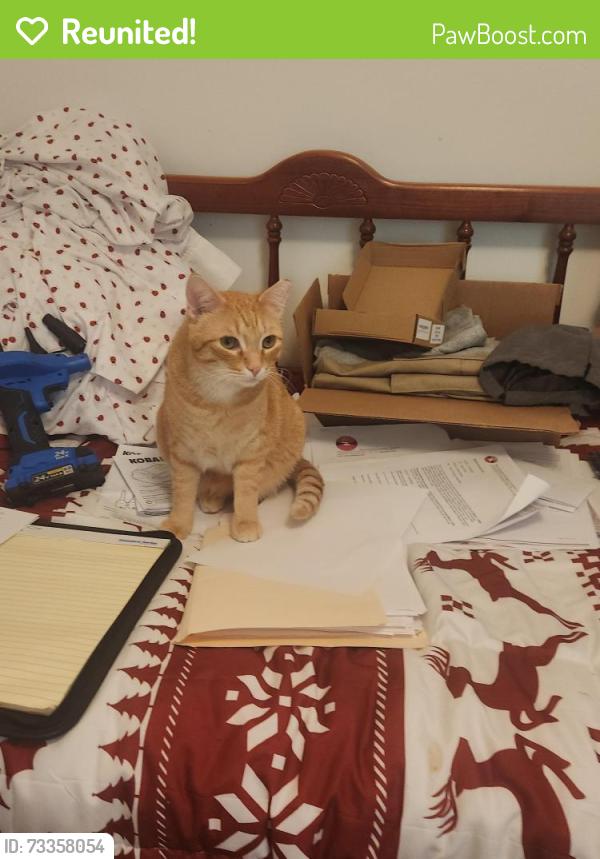 Reunited Male Cat last seen Trommel ct, Rolesville, NC 27587