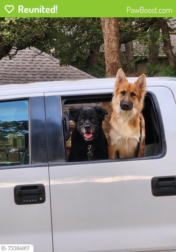 Reunited Male Dog last seen Hillside & Fernwood, Highland Village, TX 75077