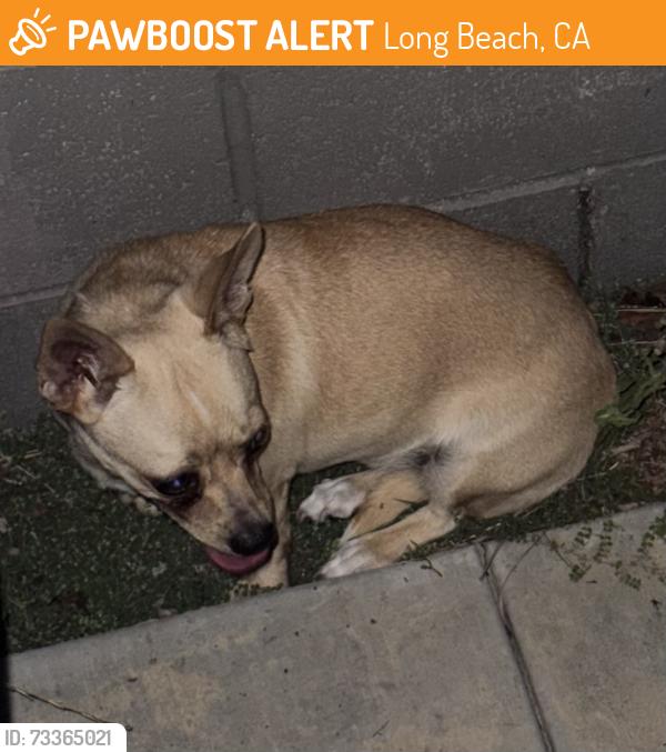Found/Stray Unknown Dog last seen Willow and Palo Verde, Long Beach, CA 90831
