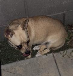 Found/Stray Unknown Dog last seen Willow and Palo Verde, Long Beach, CA 90831