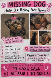 Lost Female Dog last seen Near in State Street, Harrisburg, PA 17103
