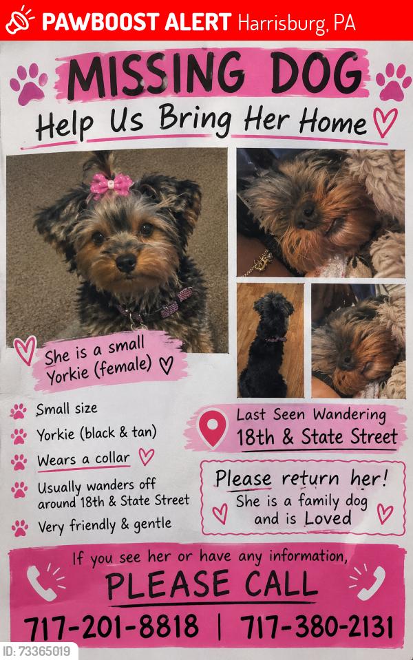 Lost Female Dog last seen Near in State Street, Harrisburg, PA 17103