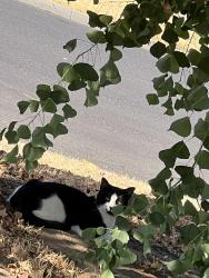 Found/Stray Unknown Cat last seen Sunnyside and first, Clovis, CA 93612