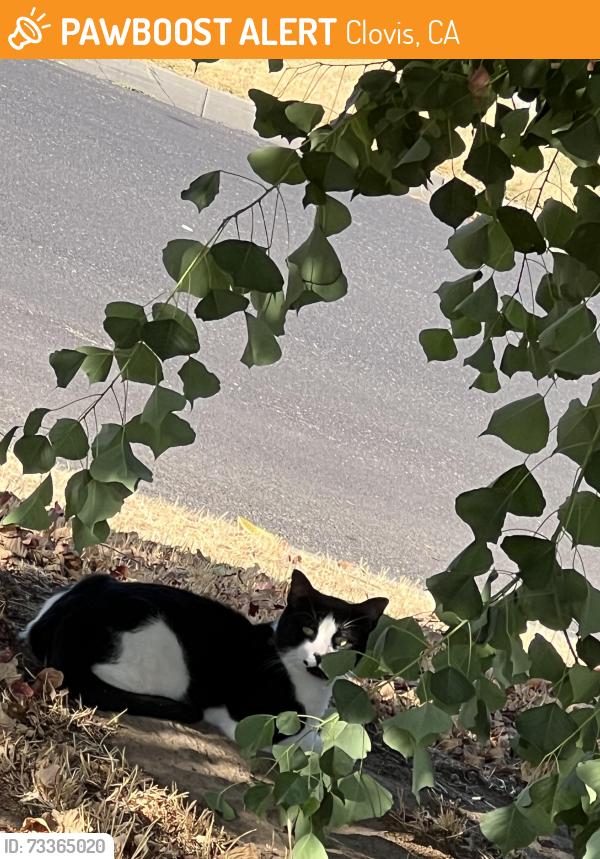 Found/Stray Unknown Cat last seen Sunnyside and first, Clovis, CA 93612
