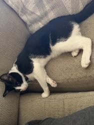 Lost Male Cat last seen Monache rd x Olalee way, Apple Valley, CA 92307