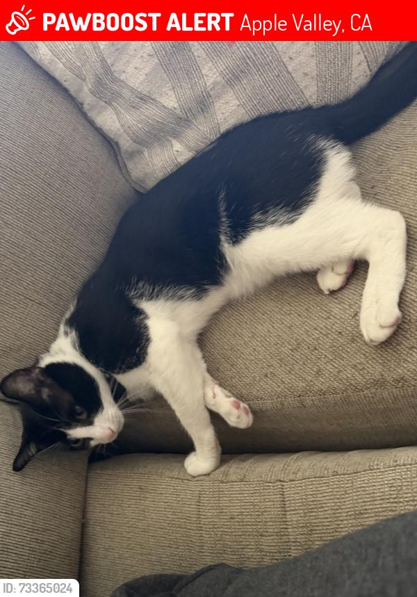 Lost Male Cat last seen Monache rd x Olalee way, Apple Valley, CA 92307
