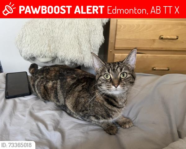 Lost Female Cat last seen Near 31ave, Edmonton, AB T6T 1X4