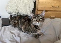 Lost Female Cat last seen Near 31ave, Edmonton, AB T6T 1X4