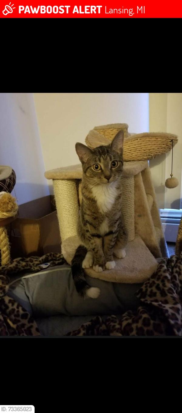 Lost Female Cat last seen Sheridan rd, Lansing, MI 48906