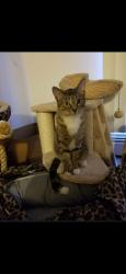 Lost Female Cat last seen Sheridan rd, Lansing, MI 48906