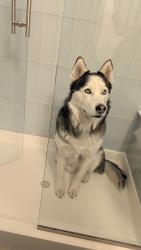 Reunited Male Dog last seen Fox run neighborhood, Northglenn, CO 80233