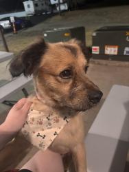 Found/Stray Male Dog last seen Second St/ Big Pantry, Weatherford, TX 76086