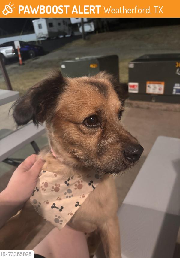 Found/Stray Male Dog last seen Second St/ Big Pantry, Weatherford, TX 76086