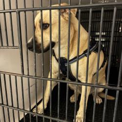 Shelter Stray Female Dog last seen , 361 S Raymond Ave, Pasadena, CA 91105, USA
