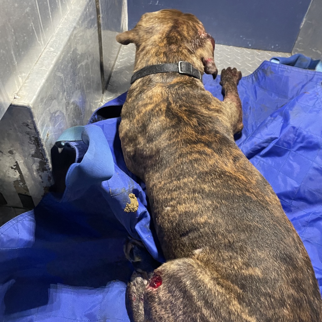 Shelter Stray Male Dog last seen , 5570 Sturmer Park Cir, Winston-Salem, NC 27105, USA