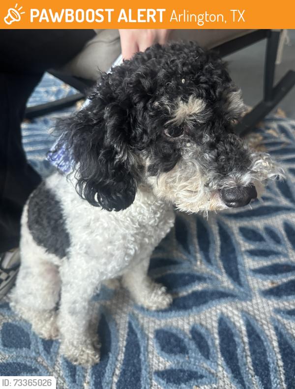 Found/Stray Male Dog last seen Corner of Crowley Rd and Black Oak, Arlington, TX 76012