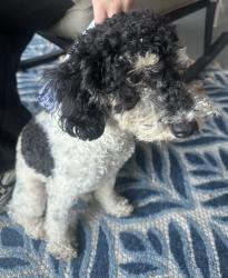Found/Stray Male Dog last seen Corner of Crowley Rd and Black Oak, Arlington, TX 76012