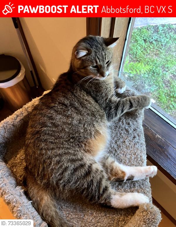 Lost Male Cat last seen North side between Gladwin and Glenmore Roads., Abbotsford, BC V4X 2S6