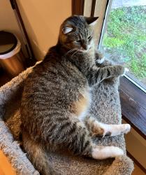 Lost Male Cat last seen North side between Gladwin and Glenmore Roads., Abbotsford, BC V4X 2S6