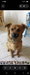 Reunited Female Dog last seen Near Vista Point Drive, Victorville, CA 92395