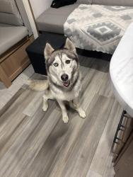 Reunited Female Dog last seen W Broadway & Brookhurst, Anaheim, CA 92801