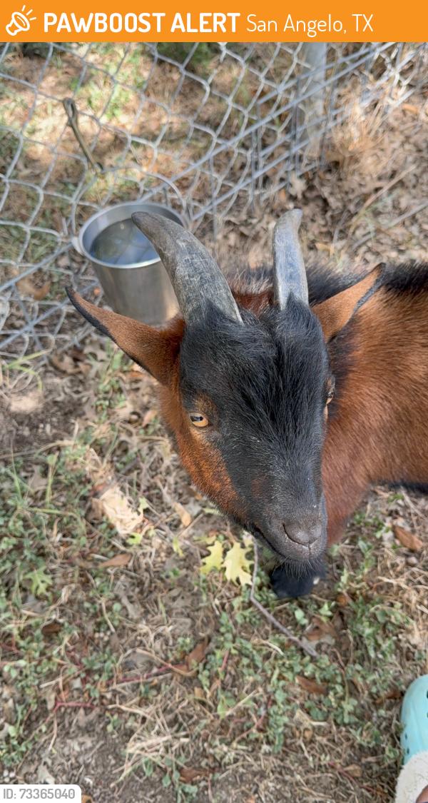 Found/Stray Male Other last seen S Ratliff Rd, San Angelo, TX 76904
