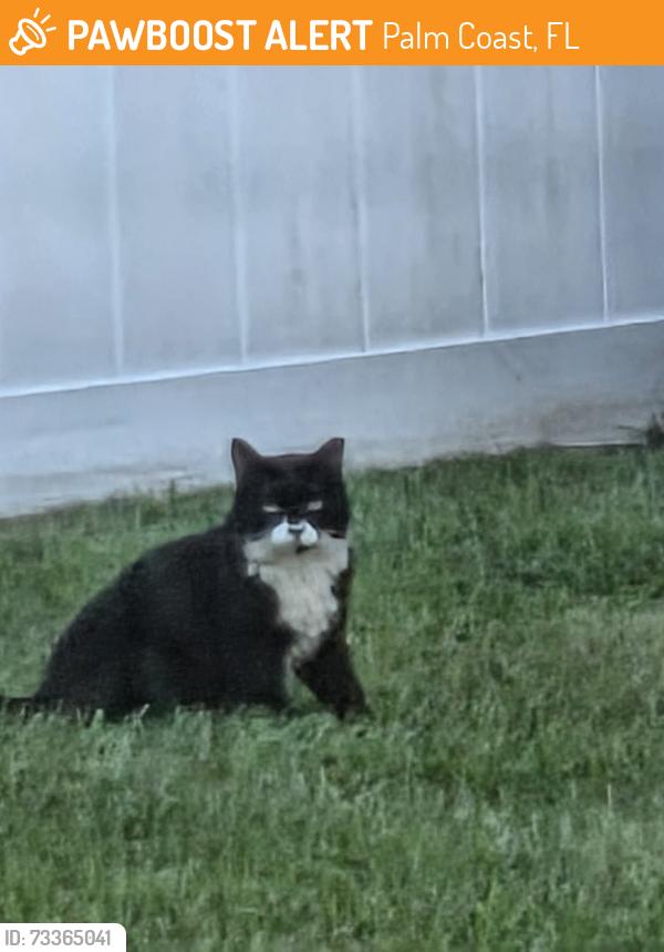 Found/Stray Male Cat last seen Belle terre, Kainite, Kaiser place, Palm Coast, FL 32164