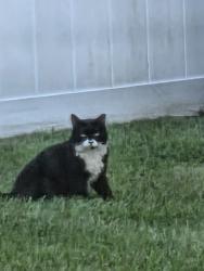 Found/Stray Male Cat last seen Belle terre, Kainite, Kaiser place, Palm Coast, FL 32164