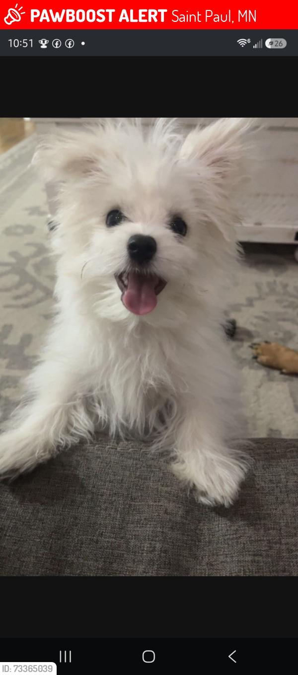 Lost Male Dog last seen White bear ave and 94, Saint Paul, MN 55106