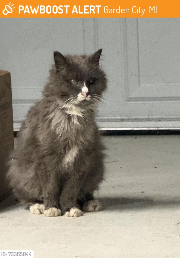 Found/Stray Female Cat last seen Sheridan and Harrell, Garden City, MI 48135