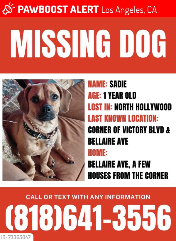 Lost Female Dog last seen Victory bvd/Bellaire Ave, Los Angeles, CA 91606