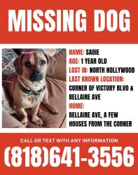 Lost Female Dog last seen Victory bvd/Bellaire Ave, Los Angeles, CA 91606