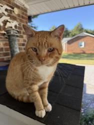 Found/Stray Male Cat last seen Woods Crossroads Road and Hwy NC 96, Benson, NC 27504