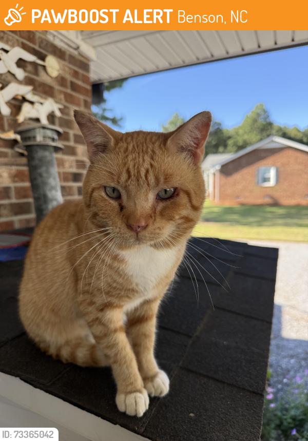 Found/Stray Male Cat last seen Woods Crossroads Road and Hwy NC 96, Benson, NC 27504