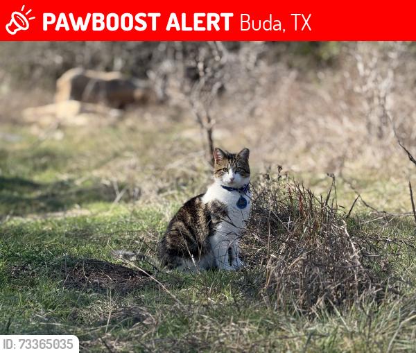Lost Male Cat last seen Matzig Cove & Ruby Ranch Road, Buda, TX 78610
