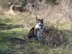 Lost Male Cat last seen Matzig Cove & Ruby Ranch Road, Buda, TX 78610