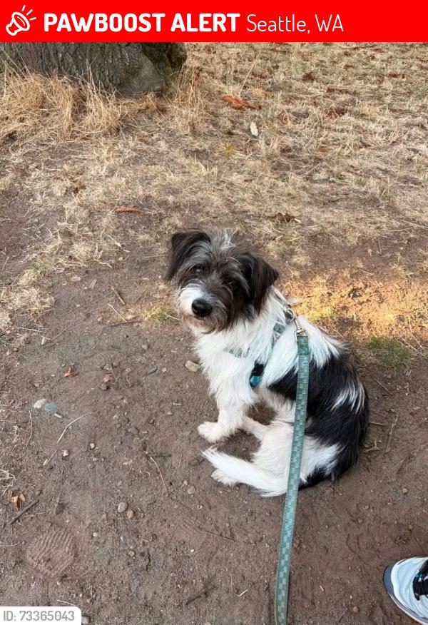 Lost Male Dog last seen N 38th and Aurora. Ran across bridge way n headed east on n 38th, Seattle, WA 98103