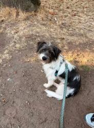 Lost Male Dog last seen N 38th and Aurora. Ran across bridge way n headed east on n 38th, Seattle, WA 98103