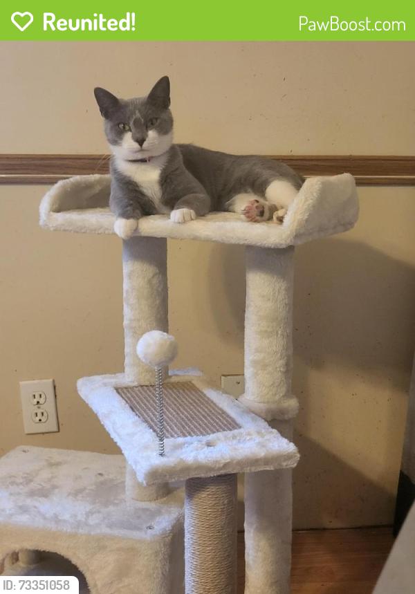 Reunited Female Cat last seen In my yard at 9 930pm, Lexington, NC 27295